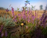 Good morning by Anthony Trabano thumbnail