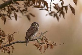 dwerguiltje in de herfst van Ina Hendriks-Schaafsma