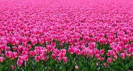 Pink Tulips in a field