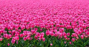 Pink Tulips in a field sur Sjoerd van der Wal Photographie