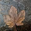 An autumn leaf van JRobert Photography