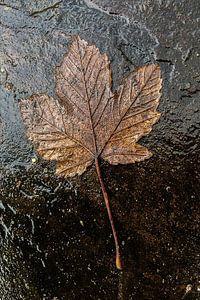 Ein Herbstblatt