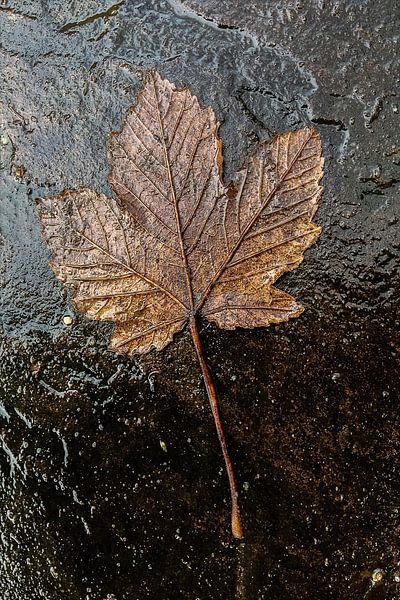 An autumn leaf van JRobert Photography