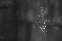 Grashalm in Schwarz und Weiß