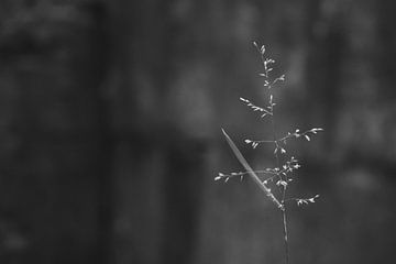 grashalm in zwart-wit van Eugenlens