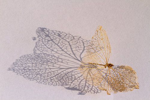 Geraamte van een hortensiablaadje