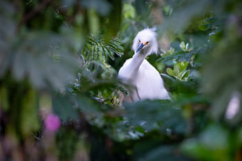Aigrette neigeuse