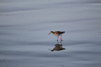 Oiseau d'eau