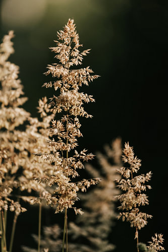 Goldenes Gras