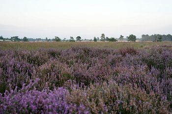 Heideveld in de avond