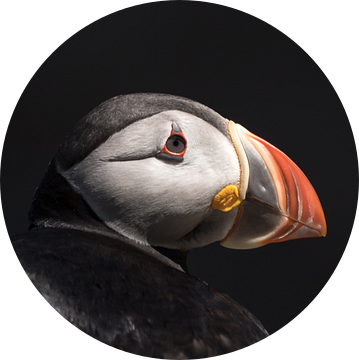 Puffin portrait