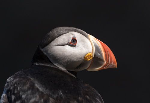 Puffin portrait