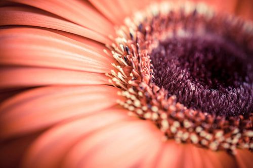 Macro foto van een Gerbera met mooie details