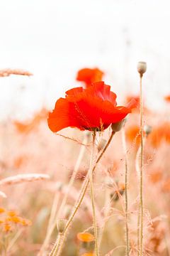 Red poppy and grain by Denise Tiggelman