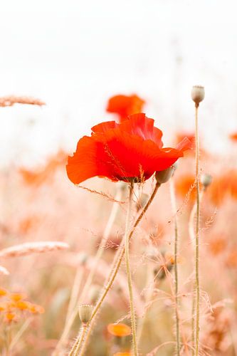 Coquelicot rouge et céréales sur Denise Tiggelman