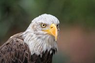 Eagle van Maurice Hoogeboom thumbnail
