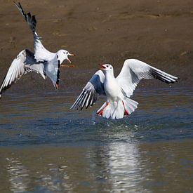 Fighting black-headed gulls 2 by Anne Ponsen