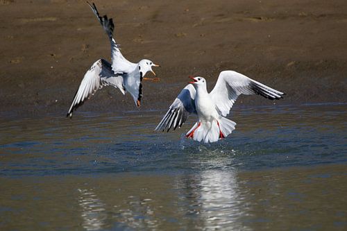 Fighting black-headed gulls 2
