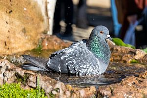 Colombe de bain