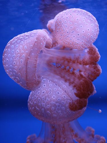 Pink Jellyfish #1 van Jelle Ursem