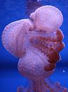 Pink Jellyfish #1 van Jelle Ursem thumbnail