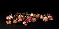 Dried roses in a row
