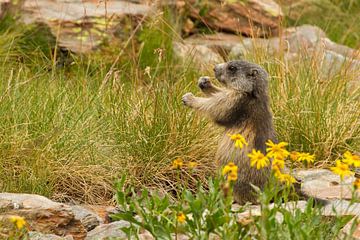 Marmot is gras aan het eten in de alpen