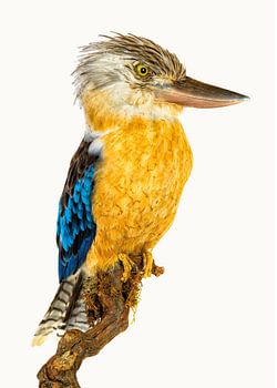 Sorte Kabinett_Vogel_05 Kookaburra