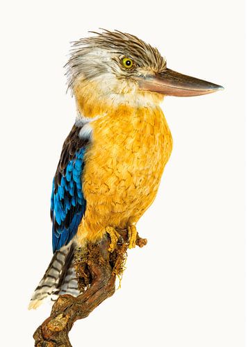 Rariteitenkabinet_Vogel_05 Kookaburra