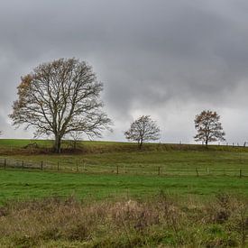 Landschaft mit Bäumen vor einem grauen Wolkenhimmel von Gonnie van Hove