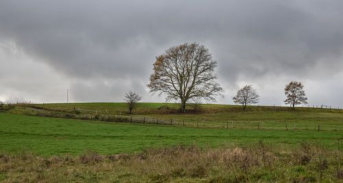 Landschap met bomen tegen een grijze wolkenlucht