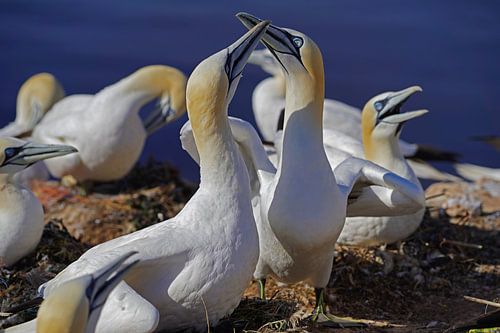 Fous de Bassan nicheurs sur l'île d'Helgoland.
