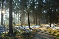 Bos in stilte in de winter  van Klaas Dozeman thumbnail
