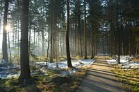 Wintermorgenstimmung mit Sonne im Wald