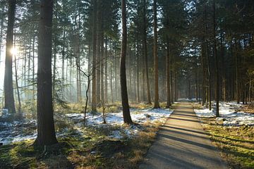 Wintermorgenstimmung mit Sonne im Wald von Klaas Dozeman