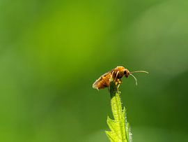 Kevertje op de top van een blaadje