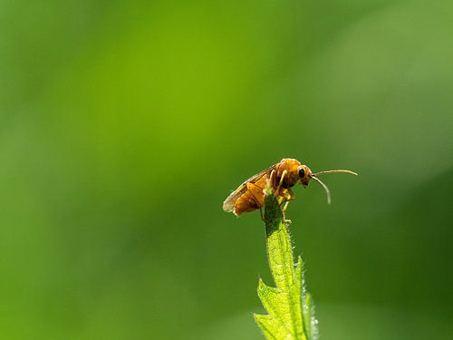 Kevertje op de top van een blaadje