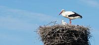 The Stork On Her Nest