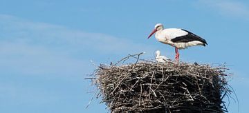 De Ooievaar Op Haar Nest van Ellen Voorn