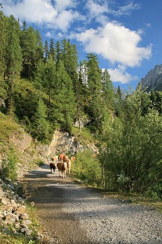 Koeien bij de Dolomitten Hütte, Lienz. 