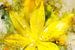 Gele bloem van Sharon Harthoorn