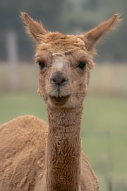 Curious Gaze of an Alpaca by Niwo Photography