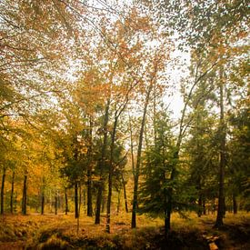 Herfst landschap in Utrecht van Kyra Hoekema