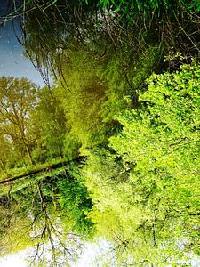 Tree Magic 164
