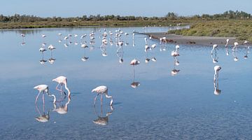 Flamingokolonie in de Camarque, Zuid-Frankrijk van Kees Rustenhoven