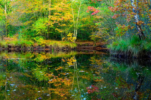 Herbstfarben am Ufer eines Teiches im Wald an einem frühen Herbstmorgen