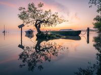 Der Baum im See