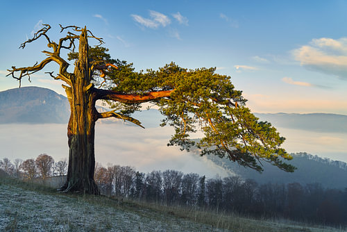 old pine