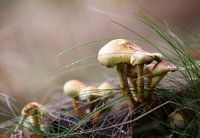 Mushroom magic
