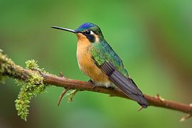 Purple-throated Nymph (Lampornis calolaemus)